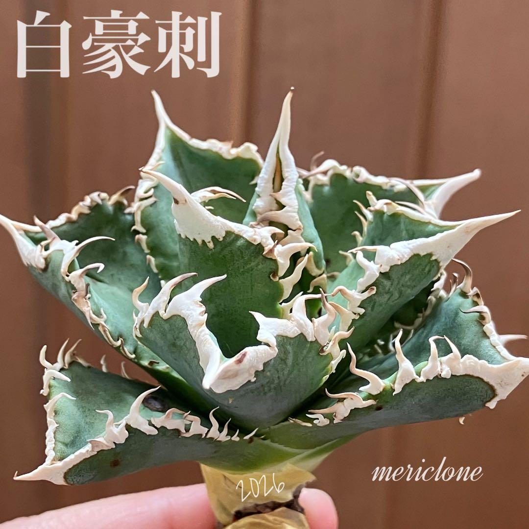【初売り】58 匿名配送　特選　太棘　アガベ　チタノタ　白豪刺TC ②