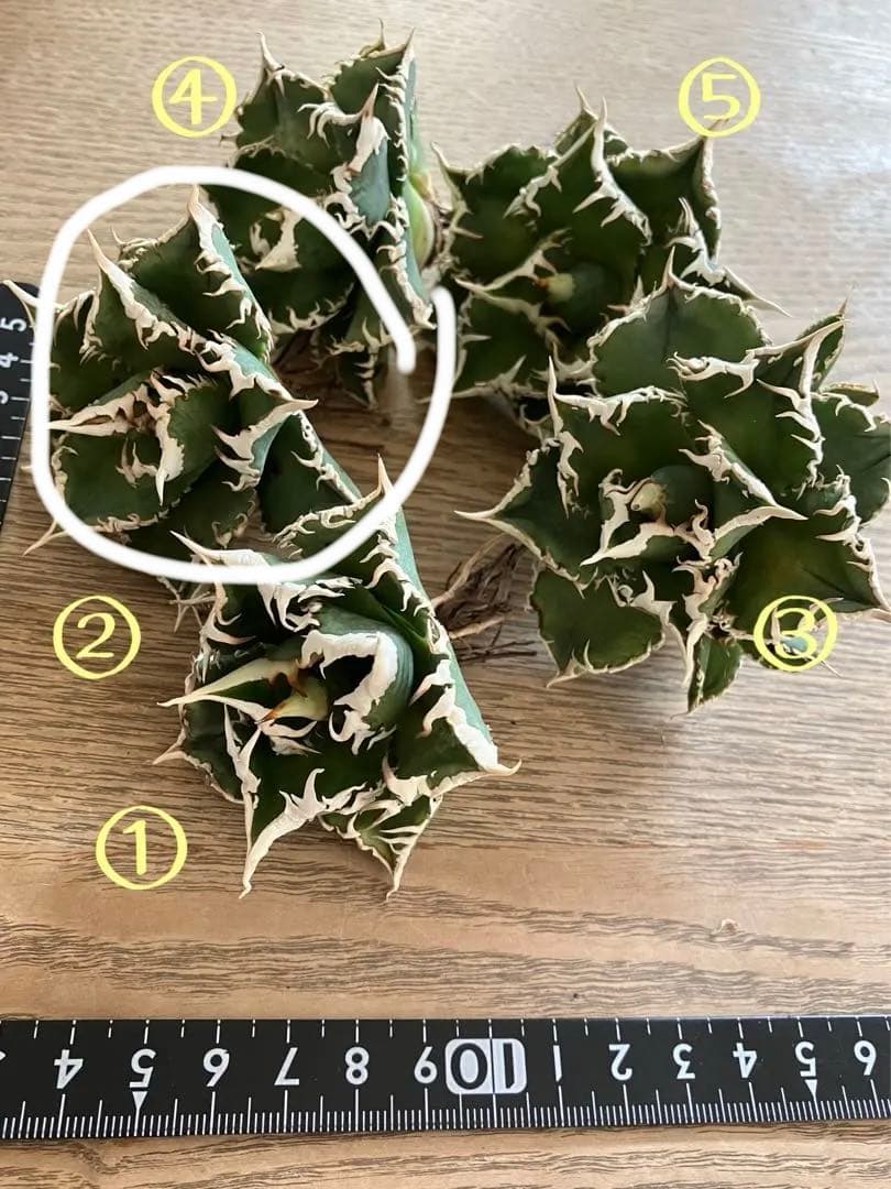 【初売り】58 匿名配送　特選　太棘　アガベ　チタノタ　白豪刺TC ②