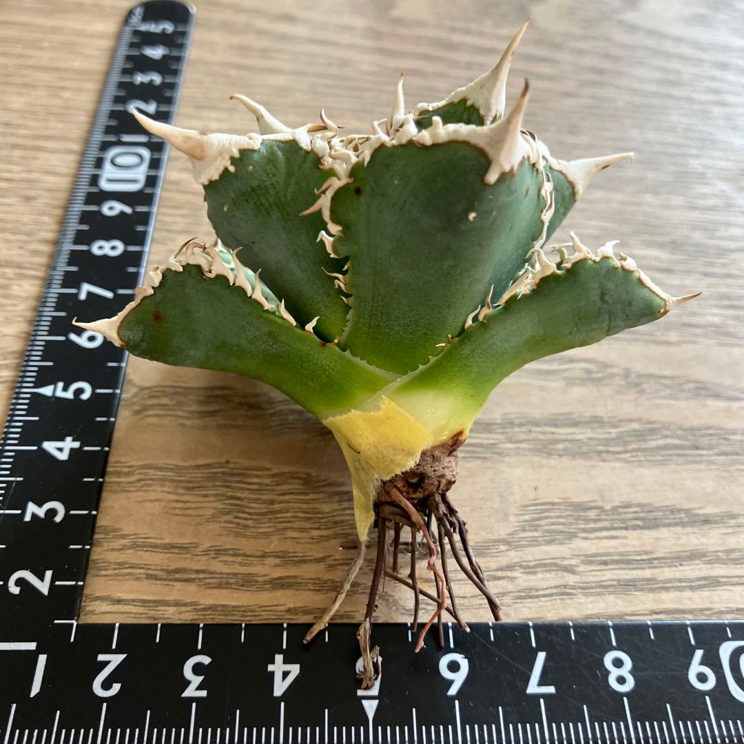 【初売り】58 匿名配送　特選　太棘　アガベ　チタノタ　白豪刺TC ②