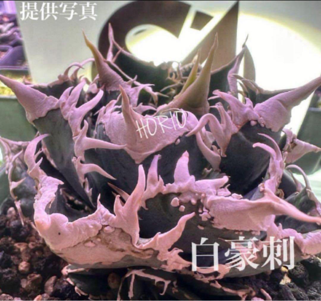 【初売り】58 匿名配送　特選　太棘　アガベ　チタノタ　白豪刺TC ②