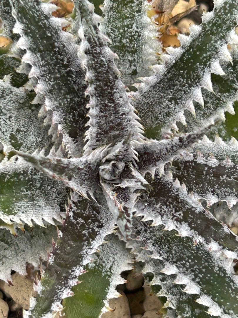 DBディッキア Dyckia Arizona x BS small #118 ⑸