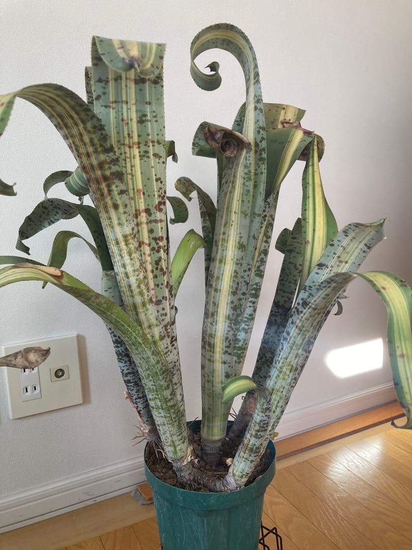 ケスネリア　ティムプローマン　ラファエル　オリベイラ　鉢ごと