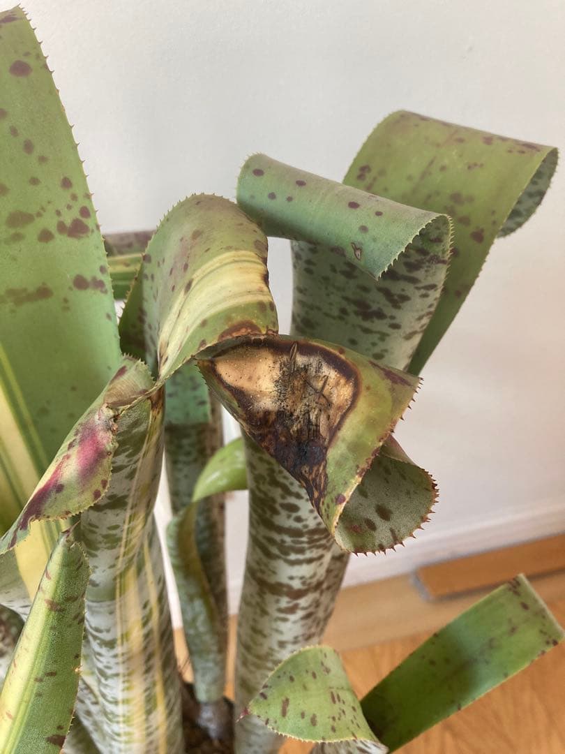 ケスネリア　ティムプローマン　ラファエル　オリベイラ　鉢ごと