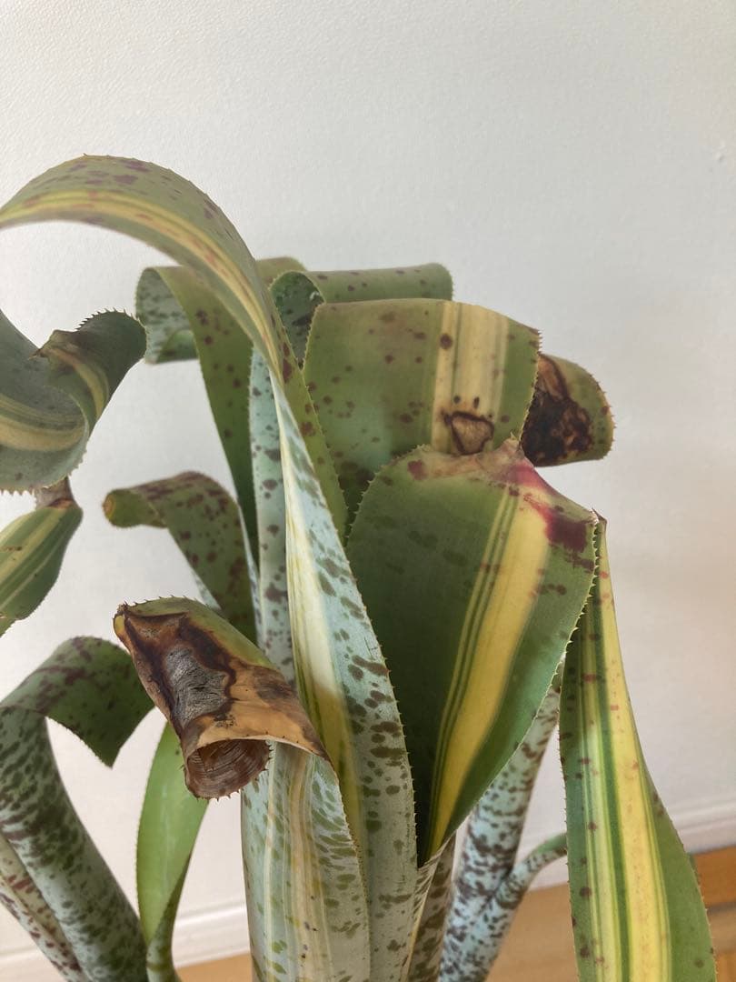 ケスネリア　ティムプローマン　ラファエル　オリベイラ　鉢ごと