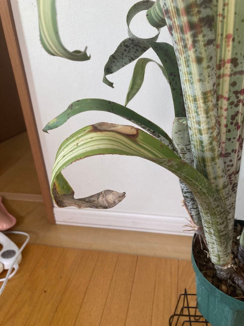 ケスネリア　ティムプローマン　ラファエル　オリベイラ　鉢ごと