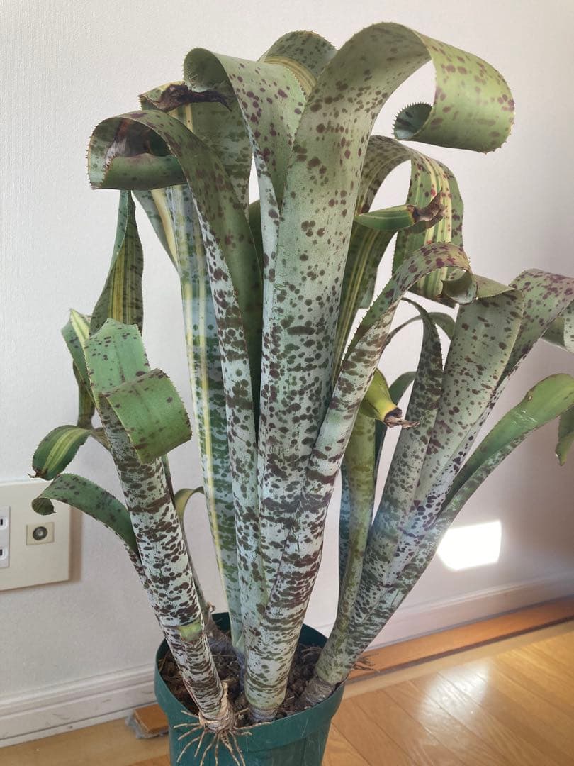 ケスネリア　ティムプローマン　ラファエル　オリベイラ　鉢ごと