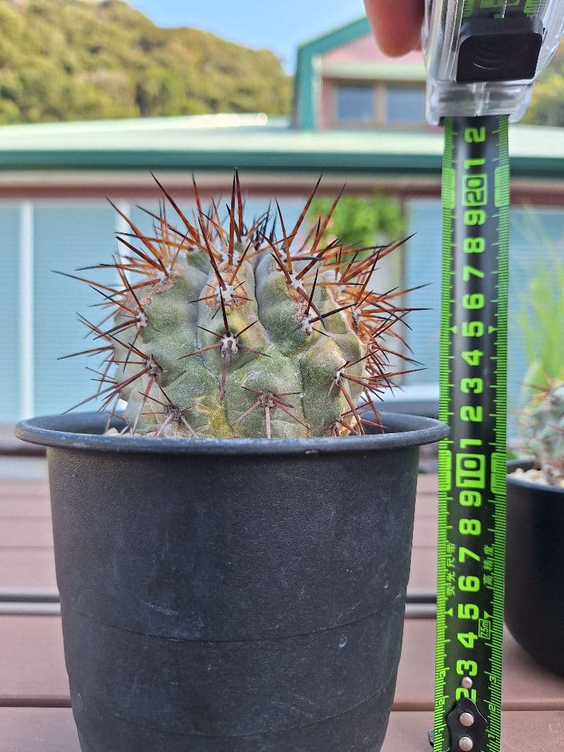 コピアポア　シネレア　黒王丸　copiapoa cinerea【傷や汚れあり】