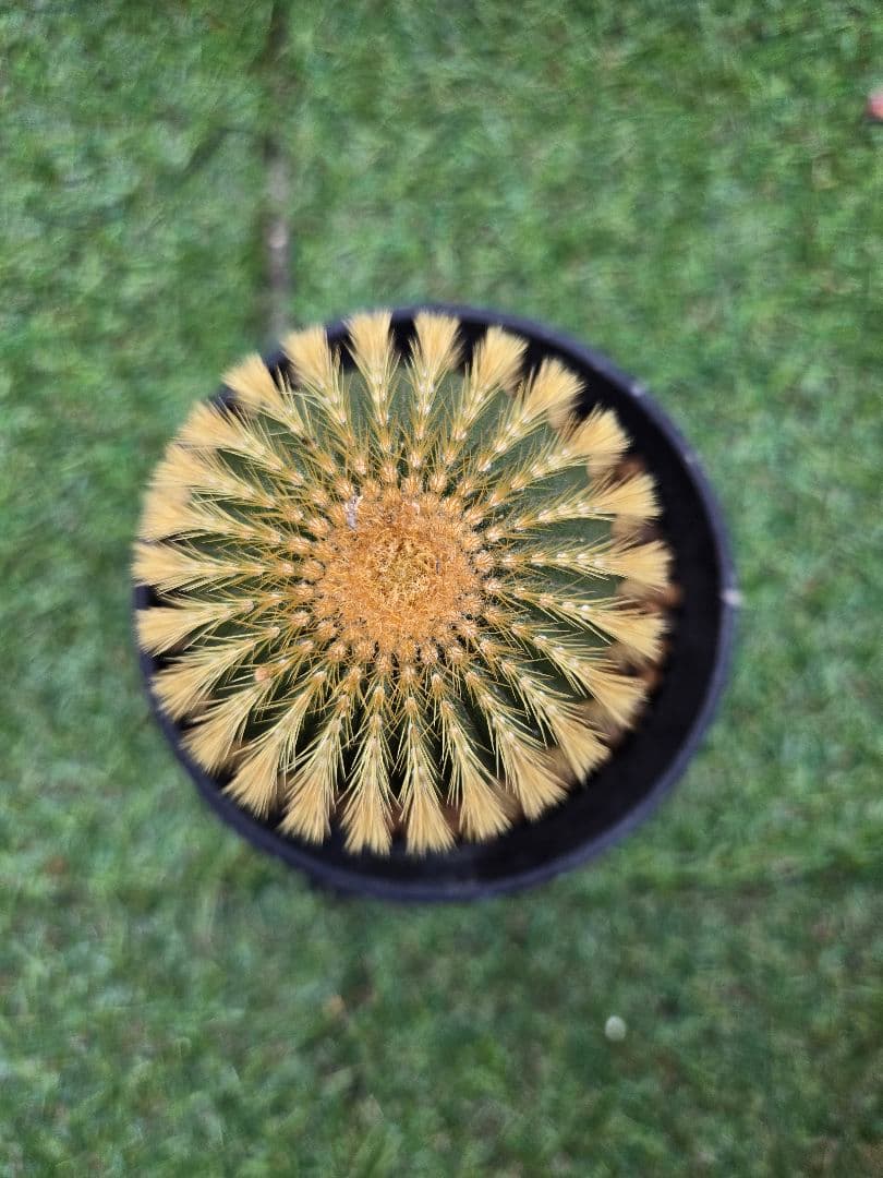 サボテン　ユーベルマニア・フラビスピナ　実生