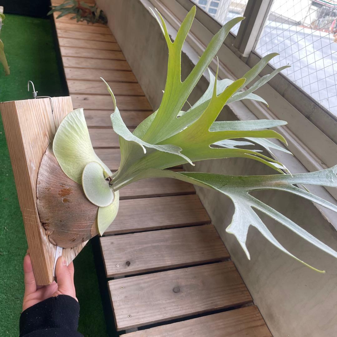 ビカクシダ P.Bifur sp white E-1 pup