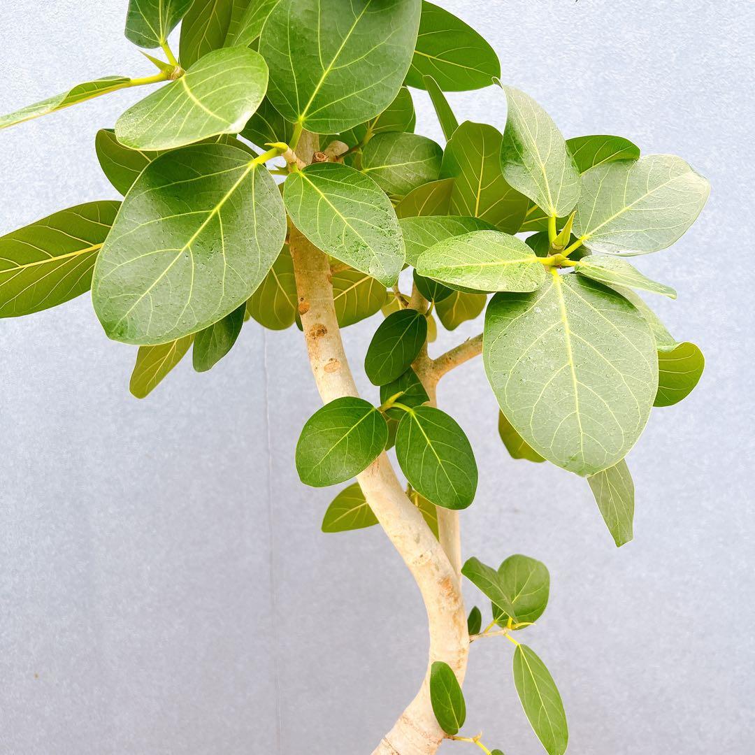 現品　フィカス　ゴムの木　ベンガレンシス　31番　曲り　インテリアグリーン　室内