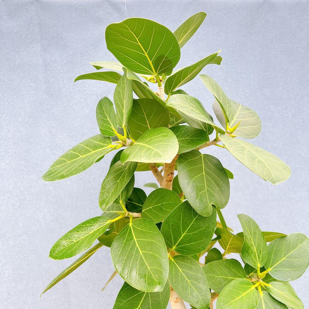 現品　フィカス　ゴムの木　ベンガレンシス　31番　曲り　インテリアグリーン　室内