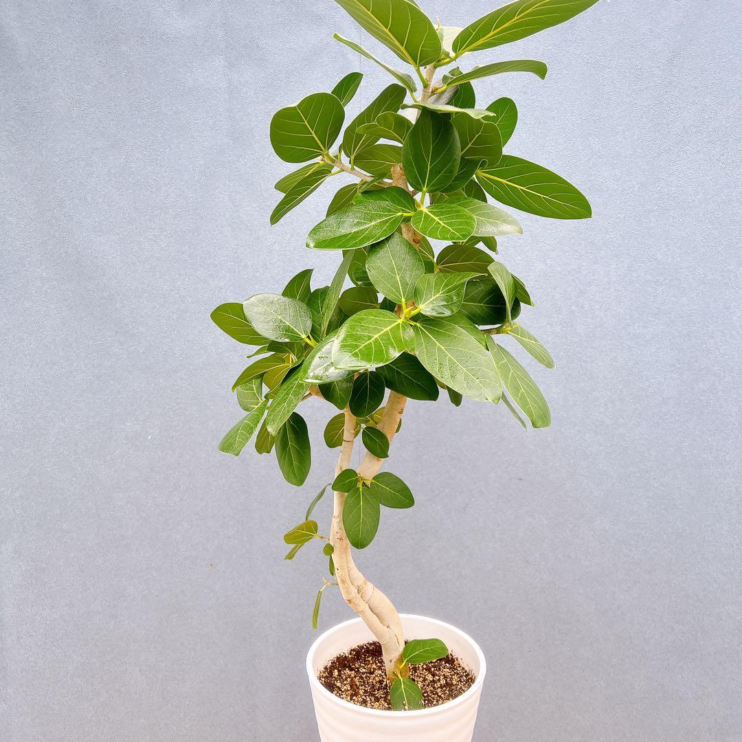 現品　フィカス　ゴムの木　ベンガレンシス　31番　曲り　インテリアグリーン　室内