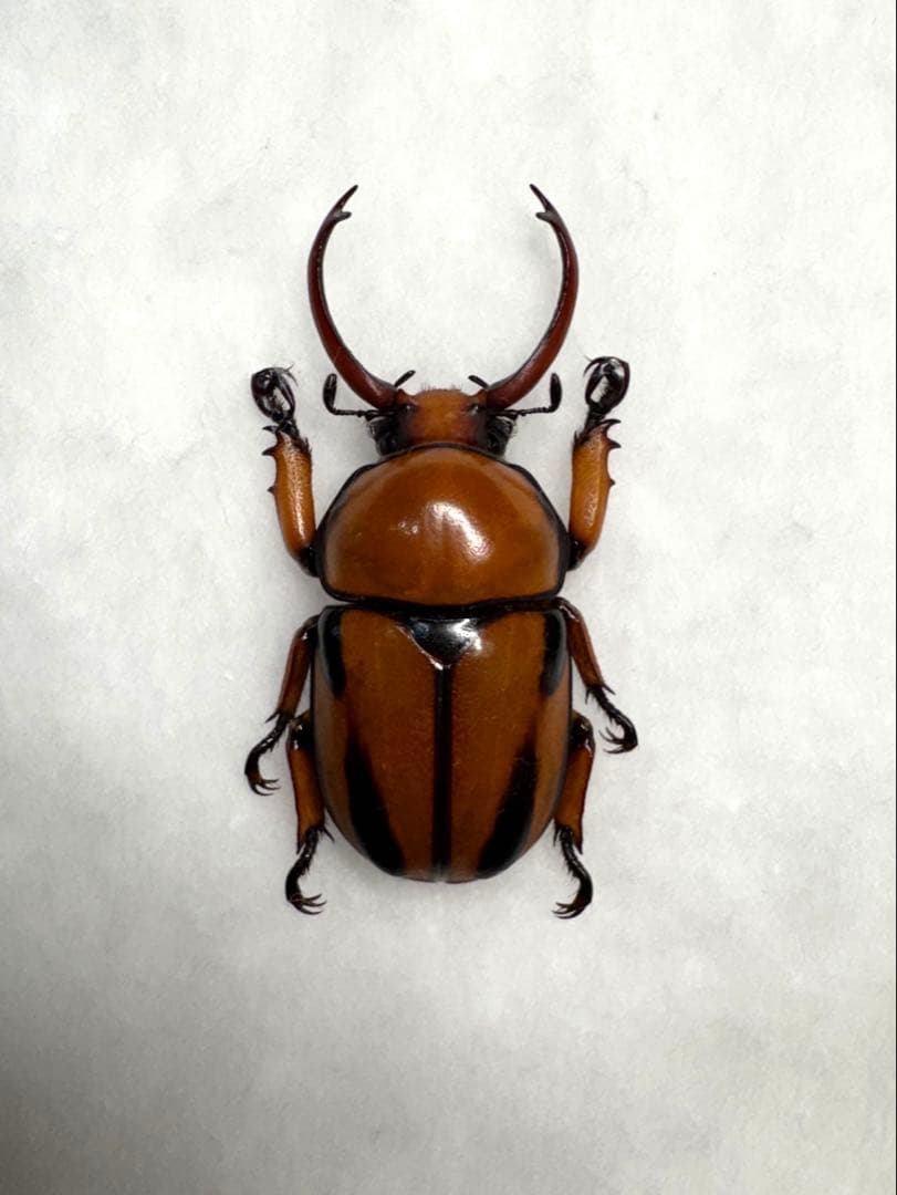 クロスジオオクワガタコガネ 特大