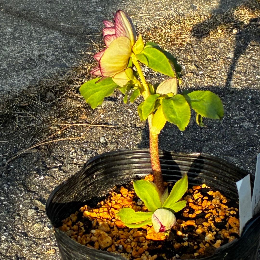 あ*号様 3568☘️蕾花タグ付☘️⭐️レッドイルミリオン⭐️美発色オーレア⭐️