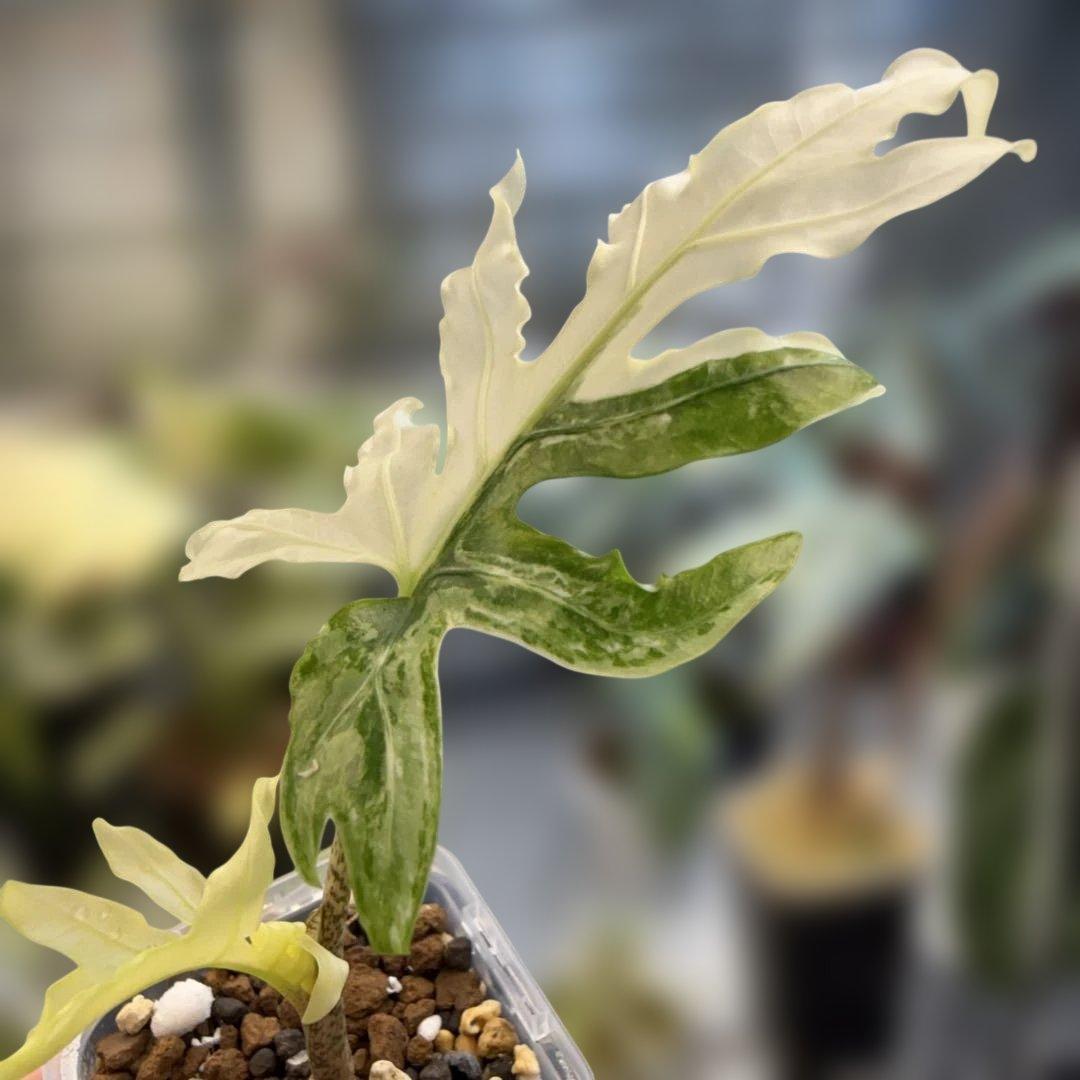 希少 アロカシア ブランキフォリア アルボ