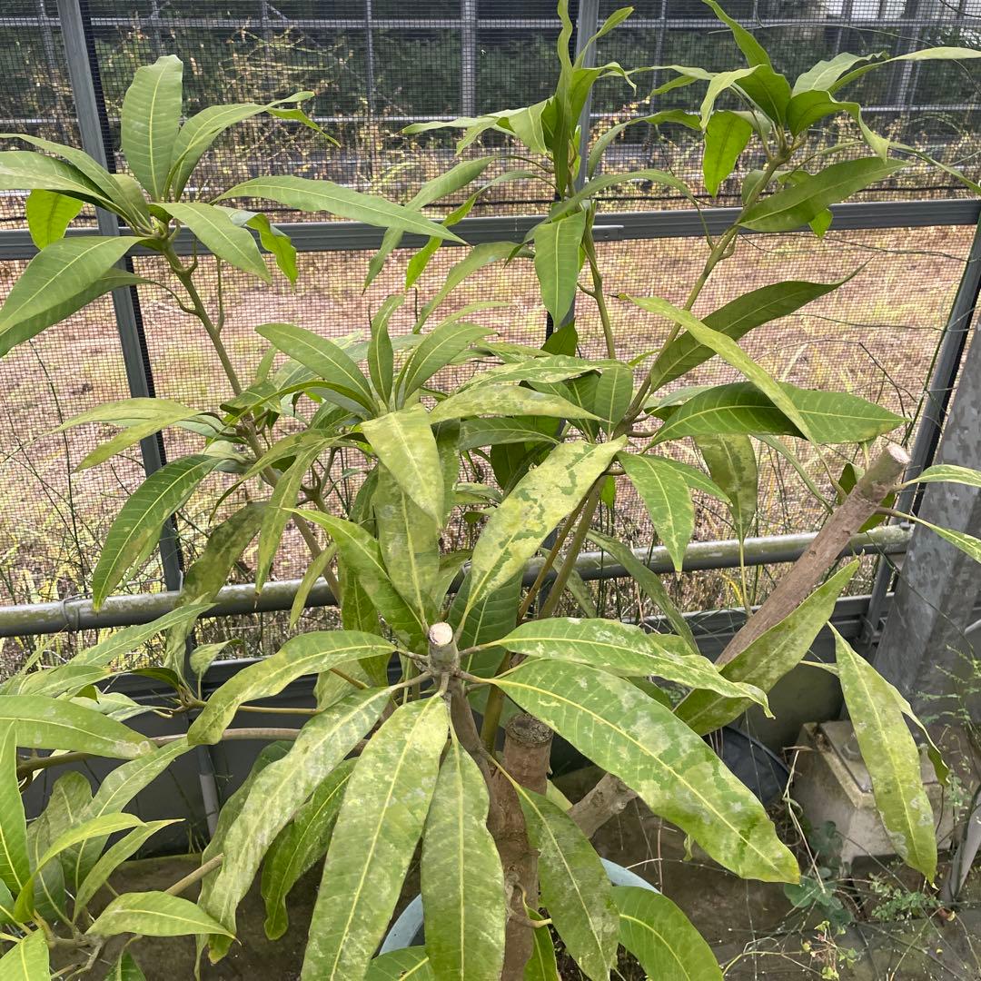 マンゴー苗　マハチャノック　12号特大