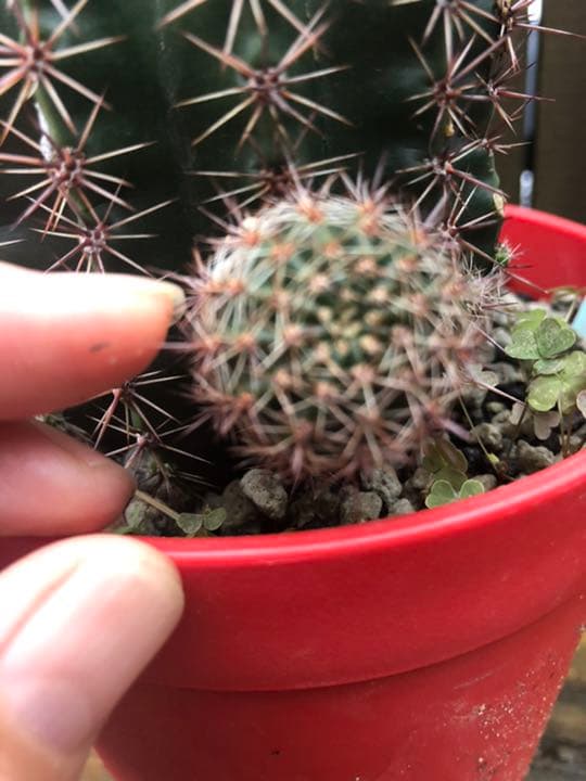 専用ページです^_^