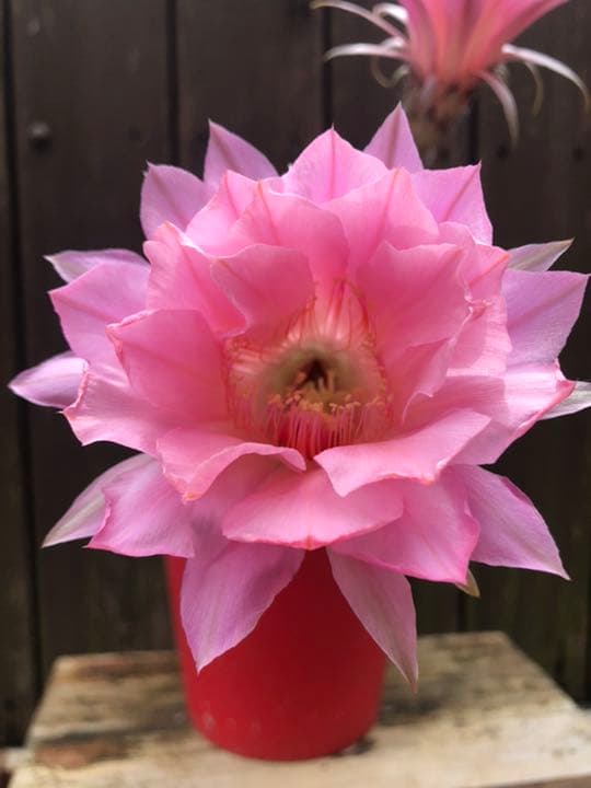 専用ページです^_^