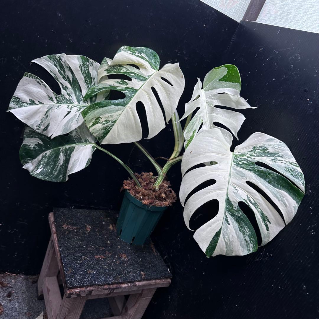 s*9様 斑入りモンステラ ホワイトタイガー極美大株53cm白斑多レア