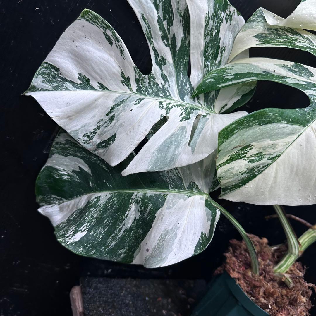 s*9様 斑入りモンステラ ホワイトタイガー極美大株53cm白斑多レア