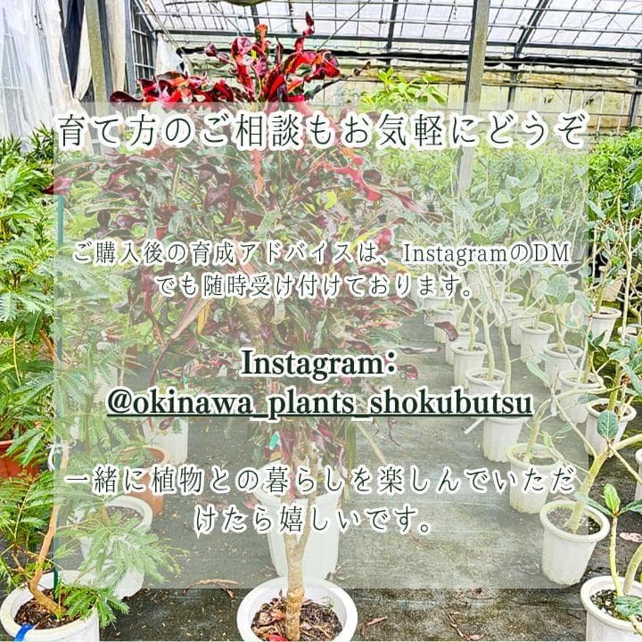 パキラ｜ミルキーウェイ × ムーンライト｜四箇所接木｜無機質用土 ｜A12