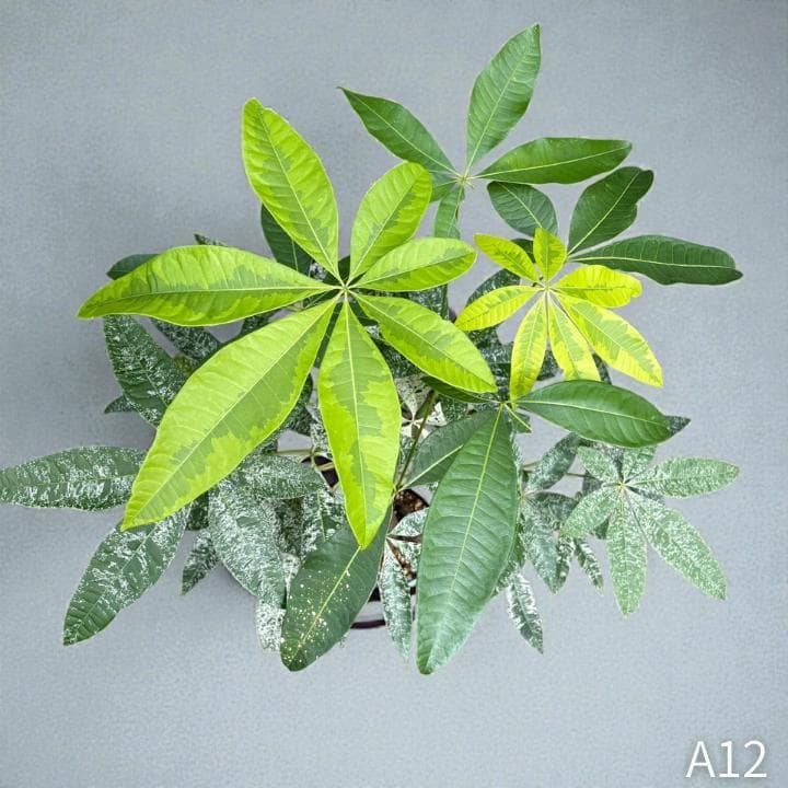 パキラ｜ミルキーウェイ × ムーンライト｜四箇所接木｜無機質用土 ｜A12