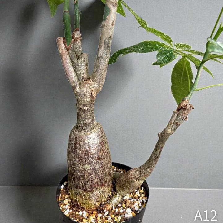 パキラ｜ミルキーウェイ × ムーンライト｜四箇所接木｜無機質用土 ｜A12