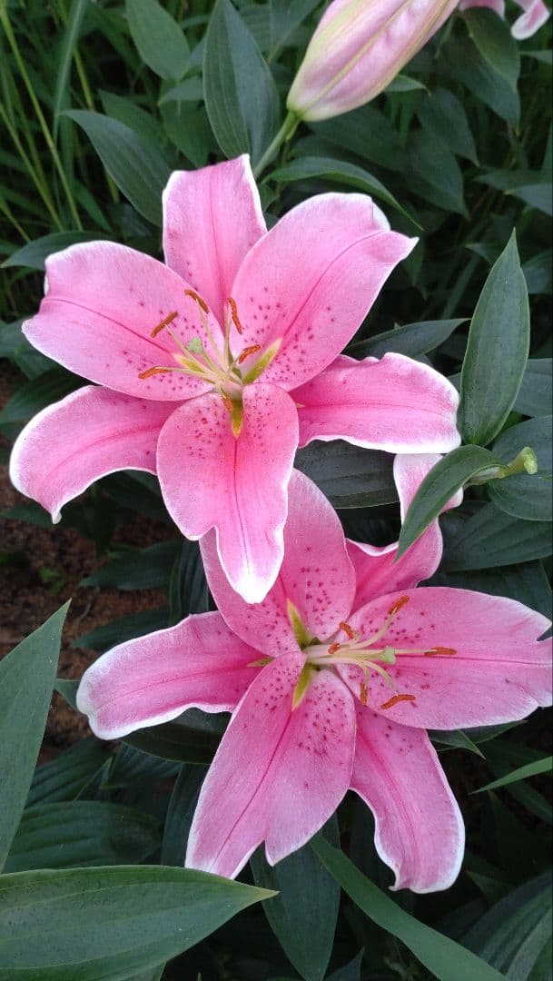 2月2日更新　百合　球根（お知らせ用）