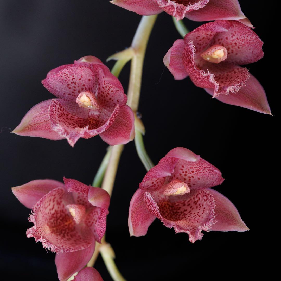 新芽あり タケノコ蘭 Mormodia SVO選別個体 Clowesia交配