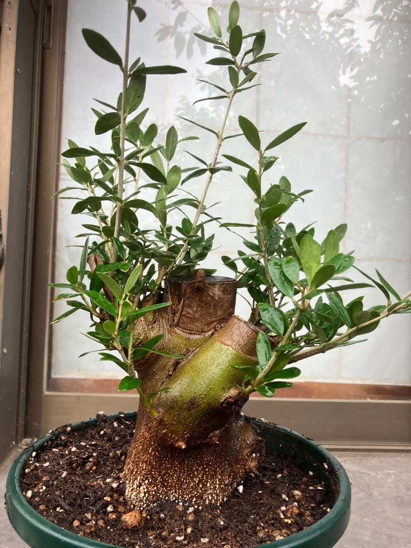 オリーブ太木挿　幹直径約10㎝　火焔土器樹形　古木　盆栽極太　塊根　太枝　鉢植え