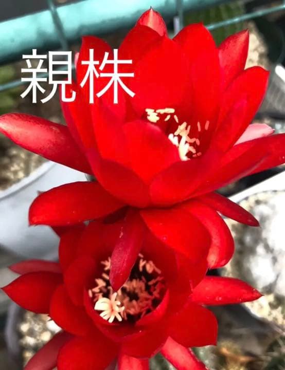 専用ページです！サボテン 美女丸♪抜き苗