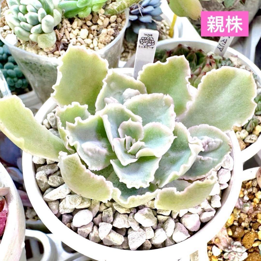 【サービス品@880〜】シャビアナ バンプ