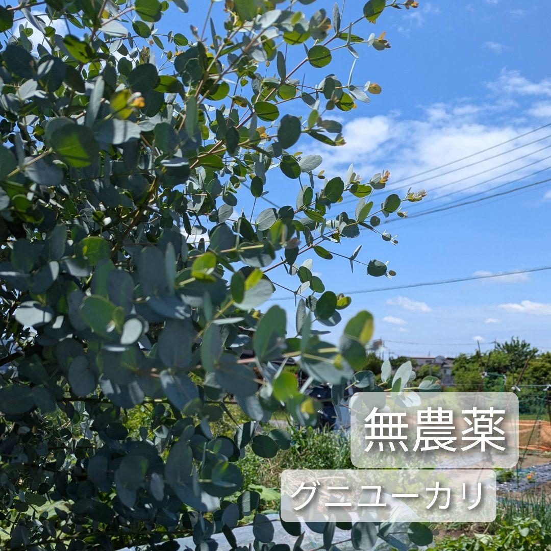 専用＊グニユーカリ.フレッシュ　箱いっぱい　 80サイズ