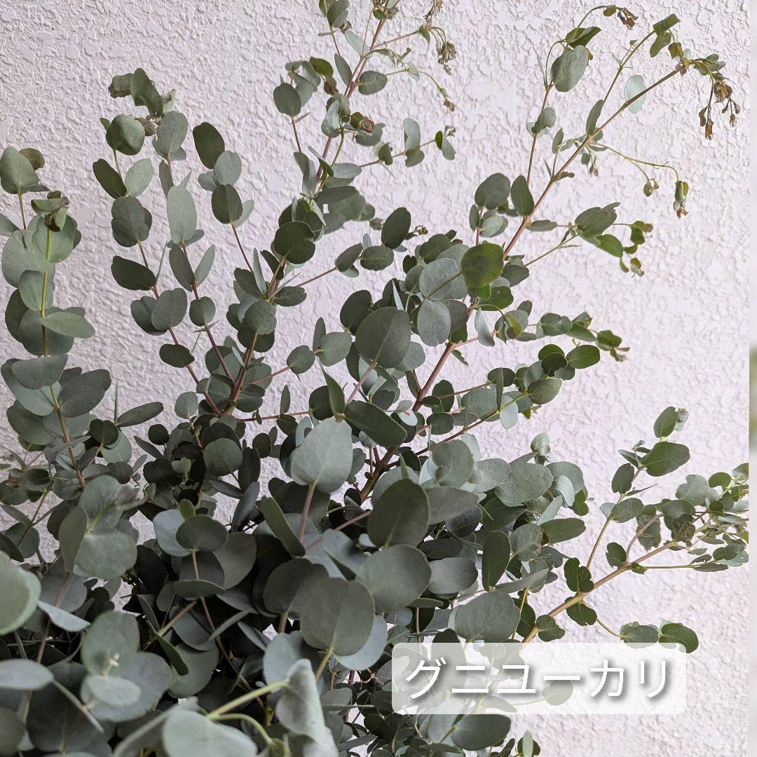 専用＊グニユーカリ.フレッシュ　箱いっぱい　 80サイズ