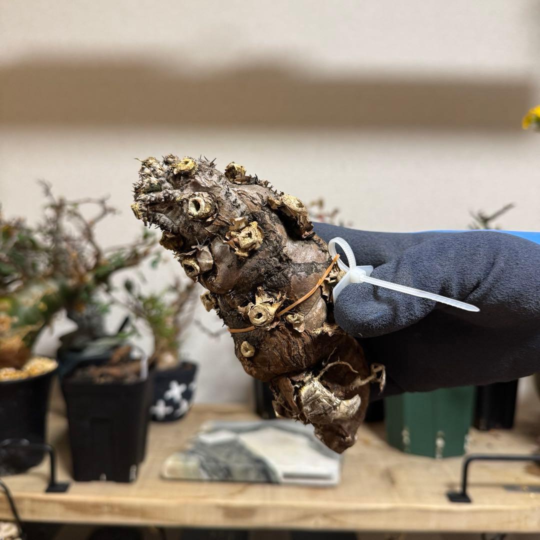 k*༅様 ユーフォルビア ムランジーナ 現地球 葉有り 輸入即出品 08EM