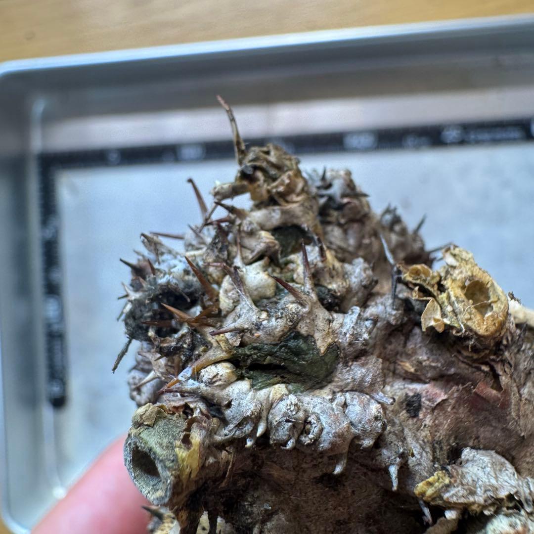 k*༅様 ユーフォルビア ムランジーナ 現地球 葉有り 輸入即出品 08EM