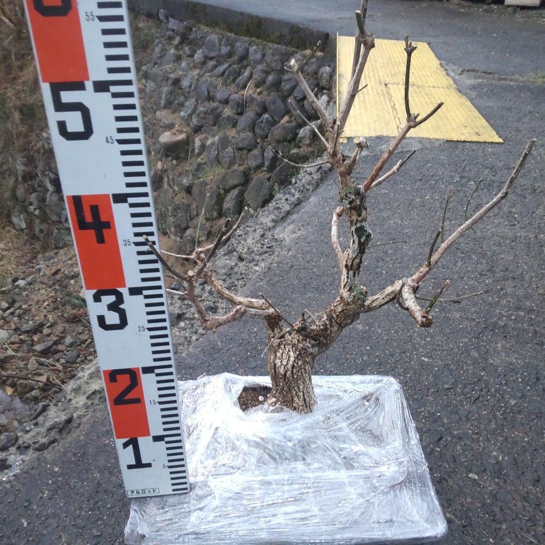 荒肌系のマユミの盆栽（ピンク実）かなり古い