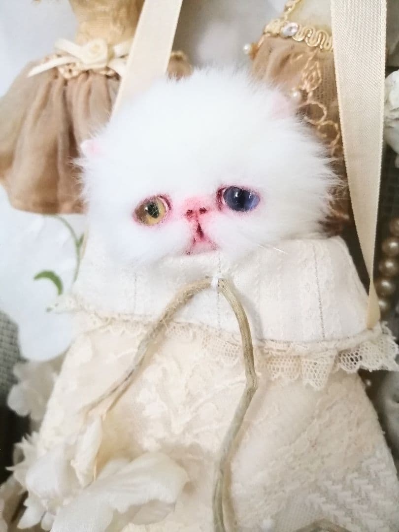 かちょぱ㌨✿様御予約❤️オッドアイの双子ちゃん♡ミニミニ子猫ちゃん♡エキゾ♡