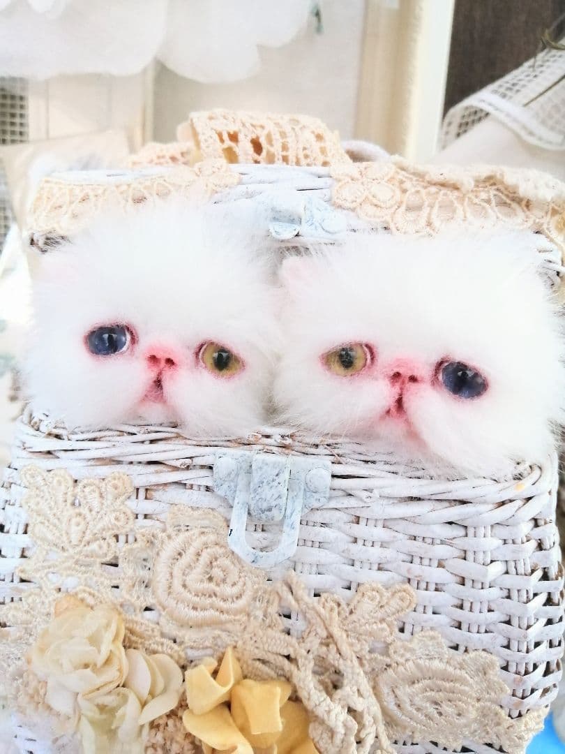 かちょぱ㌨✿様御予約❤️オッドアイの双子ちゃん♡ミニミニ子猫ちゃん♡エキゾ♡