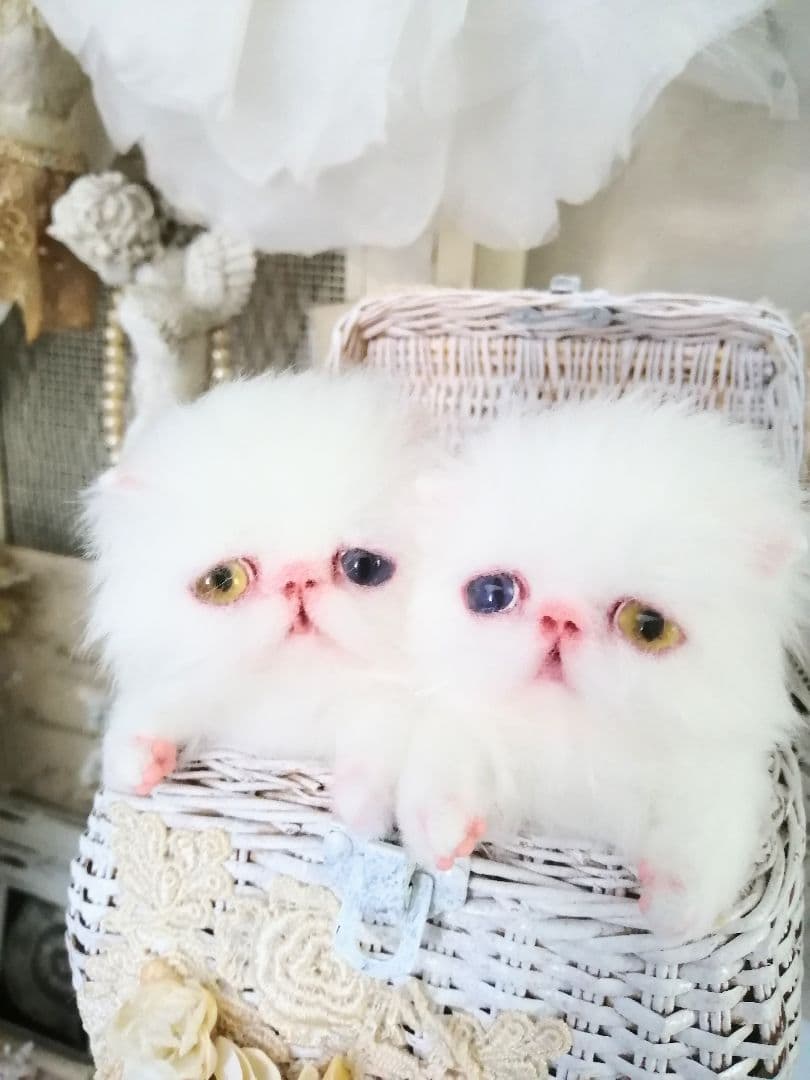 かちょぱ㌨✿様御予約❤️オッドアイの双子ちゃん♡ミニミニ子猫ちゃん♡エキゾ♡