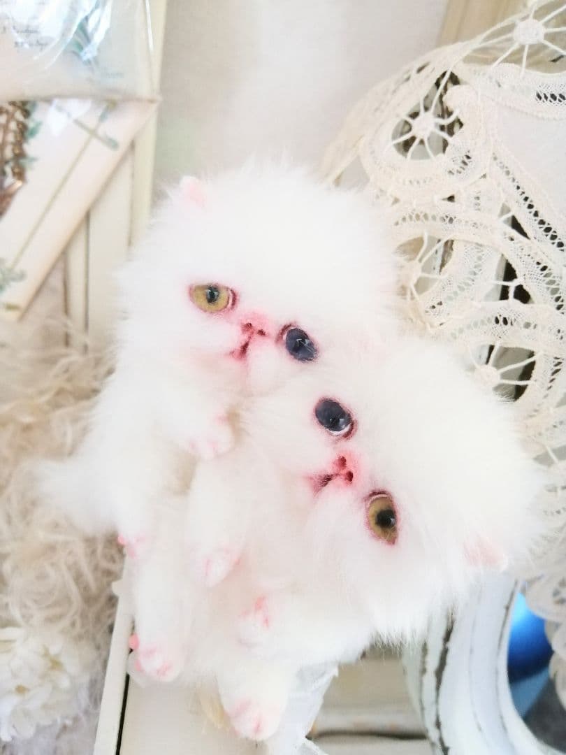 かちょぱ㌨✿様御予約❤️オッドアイの双子ちゃん♡ミニミニ子猫ちゃん♡エキゾ♡