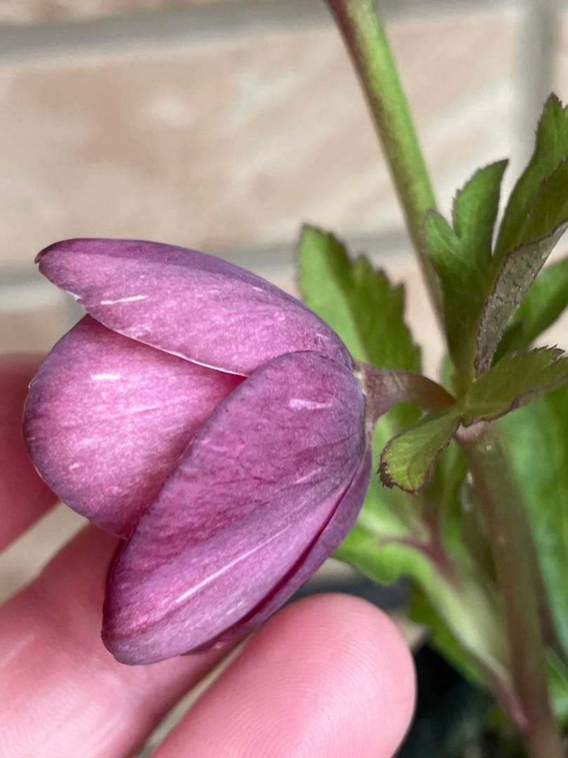 【広瀬園芸】　絞りピンクスポットss クリスマスローズ　5号鉢