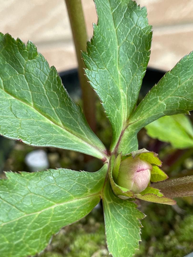 【広瀬園芸】　絞りピンクスポットss クリスマスローズ　5号鉢