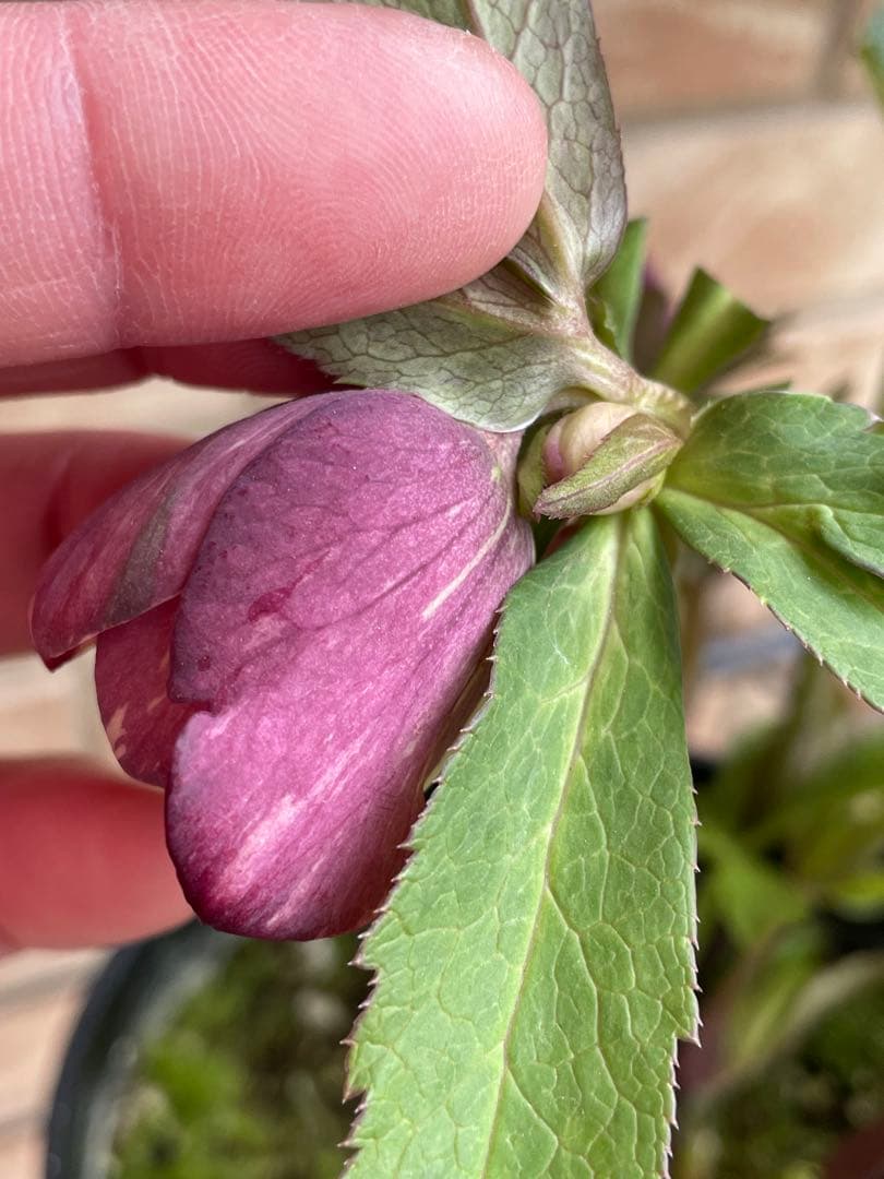 【広瀬園芸】　絞りピンクスポットss クリスマスローズ　5号鉢