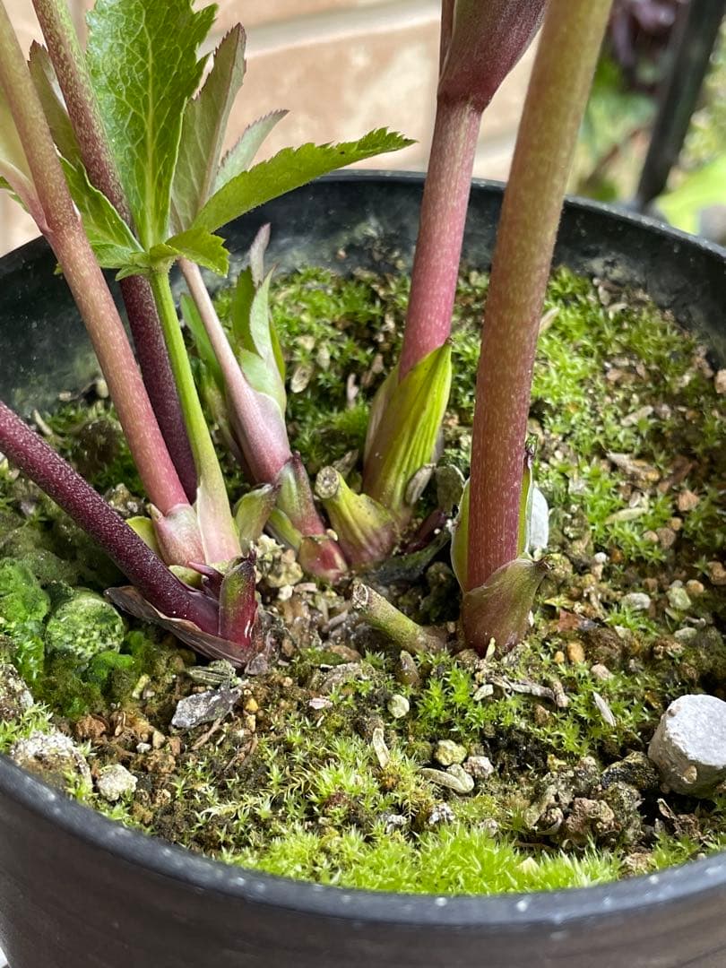 【広瀬園芸】　絞りピンクスポットss クリスマスローズ　5号鉢