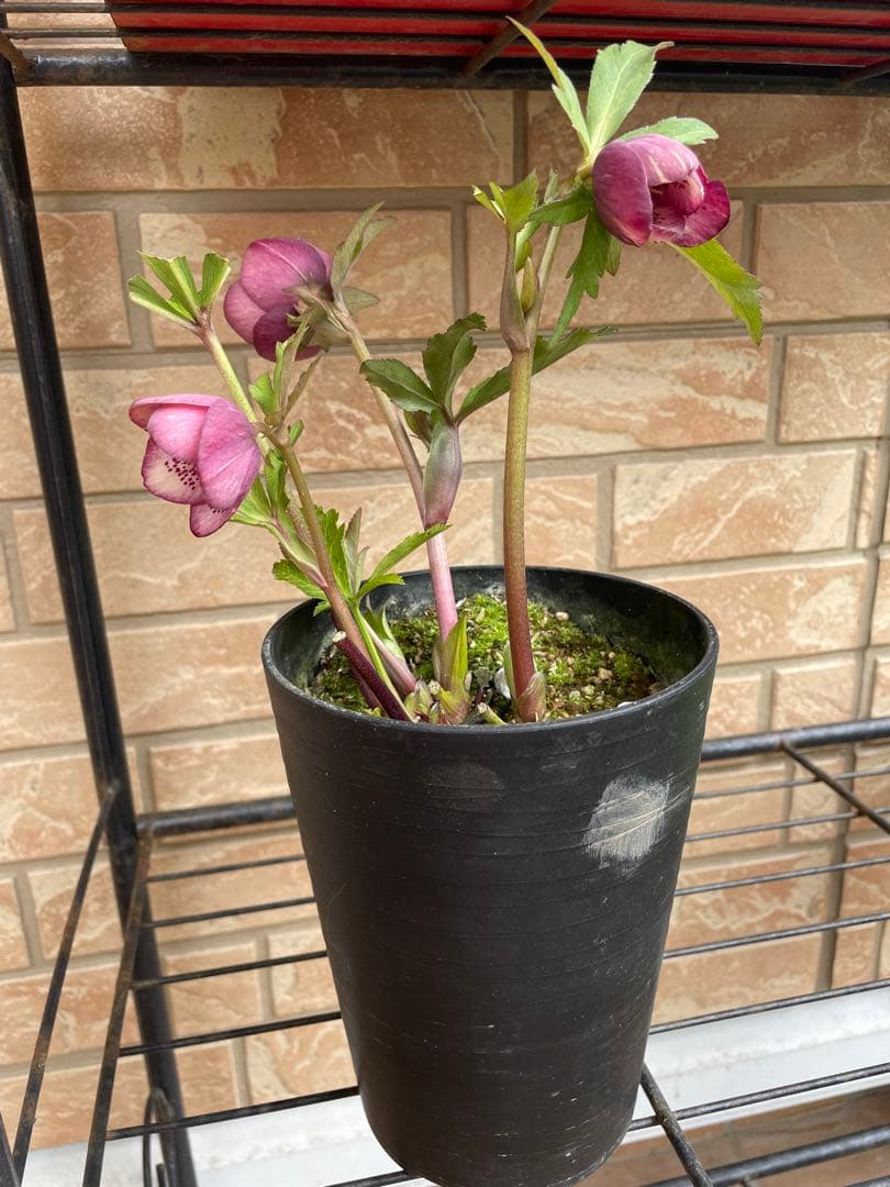 【広瀬園芸】　絞りピンクスポットss クリスマスローズ　5号鉢