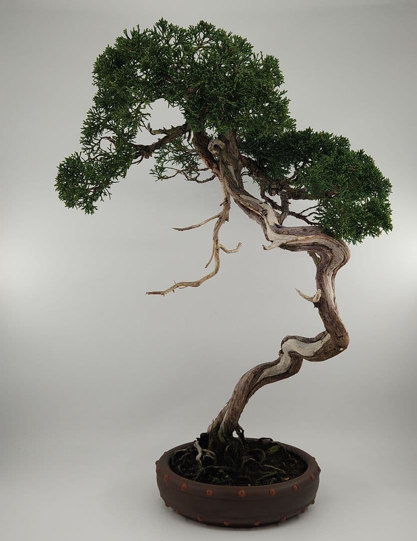 お正月セール 10日まで 大品 文人 糸魚川盆栽 五葉松盆栽 真柏盆栽 懸崖