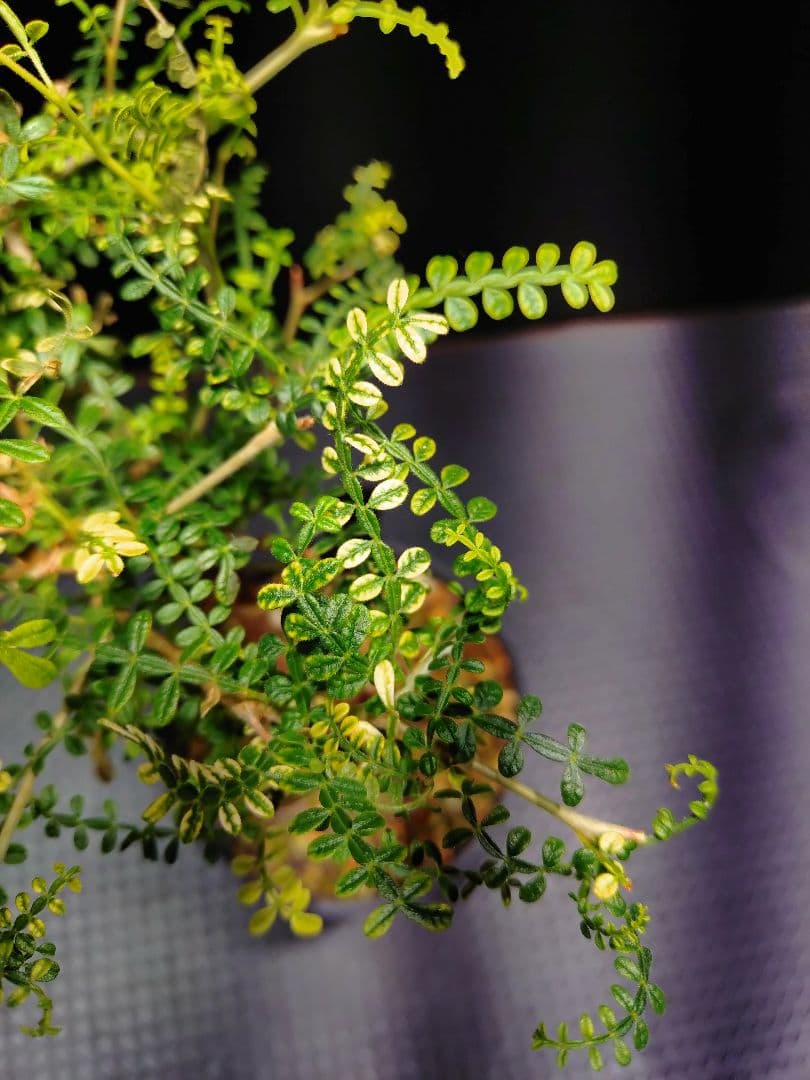 【超希少株】 オペルクリカリア ヒファエノイデス 斑入り　ラスト