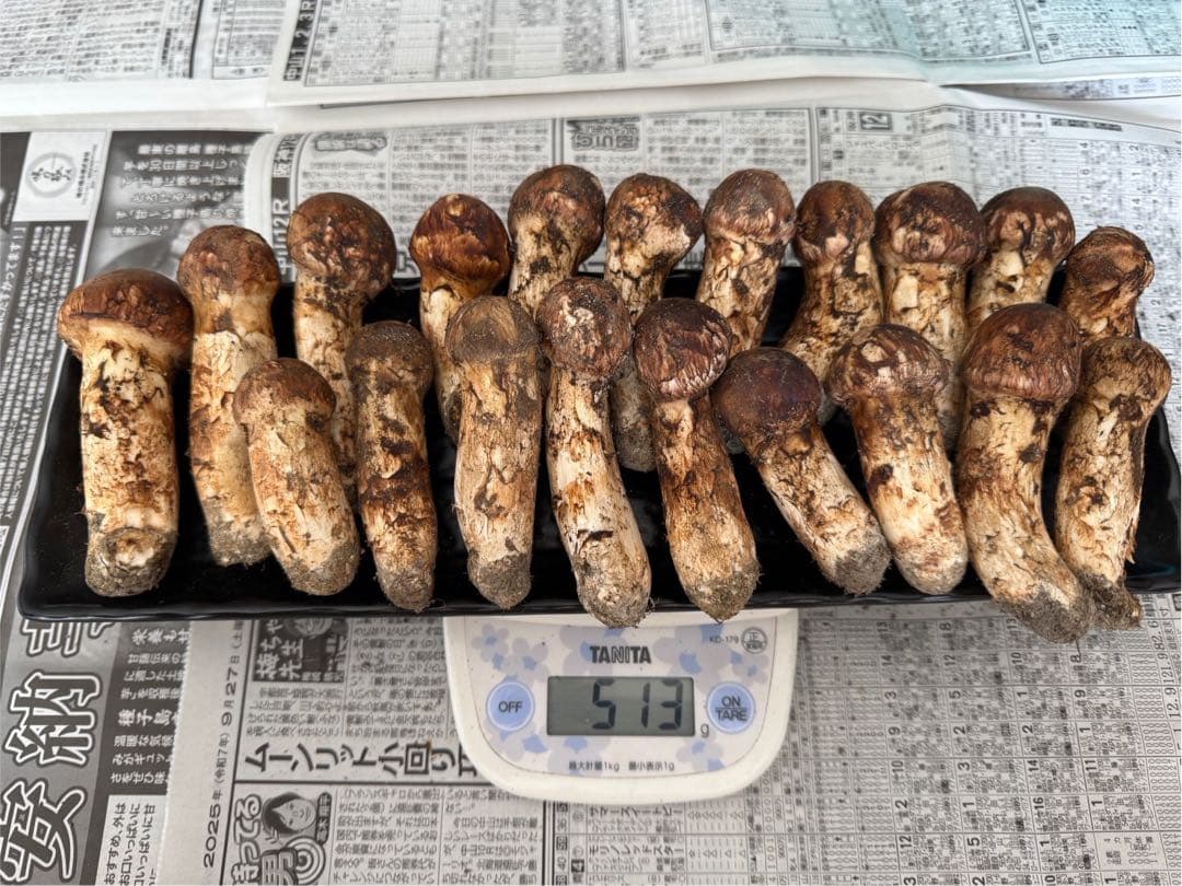 松茸　北海道　500g 送料込　国産
