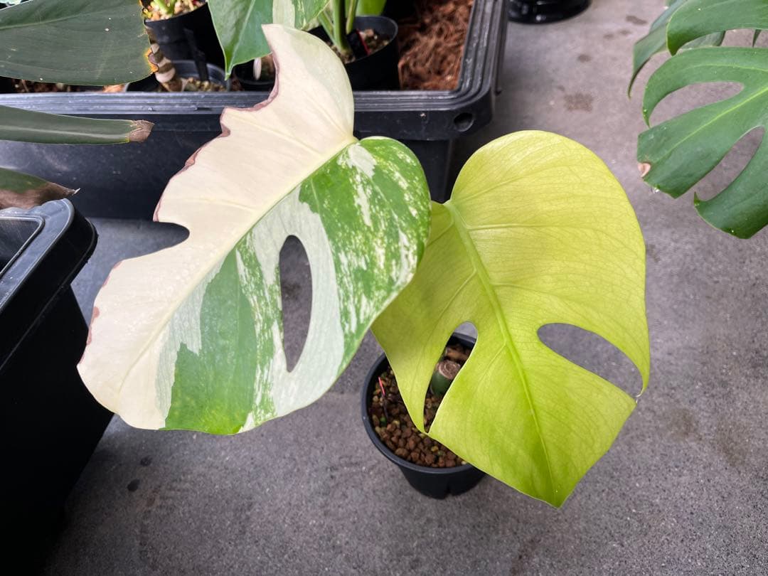 モンステラ デリシオーサ ミント 検索 ミント斑 セブブルーミント 実生